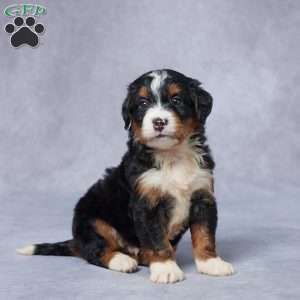 Jax, Mini Bernedoodle Puppy